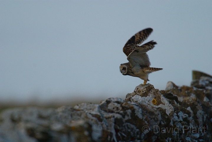 Short-eared owl - M.JPG - Short-eared owl taking off - Gloucestershire